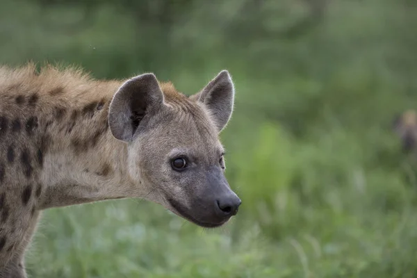 Ücretsiz Afrika benekli sırtlan portresi — Stok fotoğraf