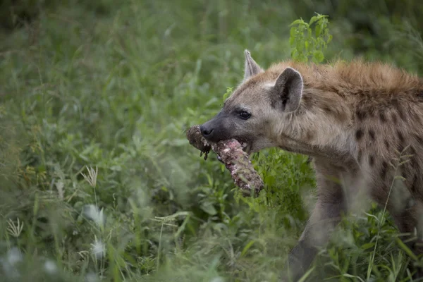 รูปภาพของไฮยีน่าที่เห็นแอฟริกันฟรี — ภาพถ่ายสต็อก