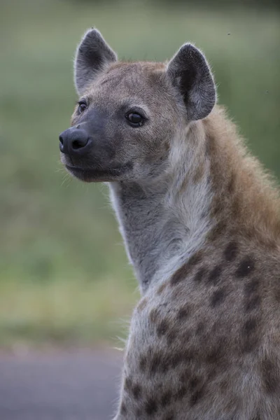 Ritratto di iena maculata africana libera — Foto Stock