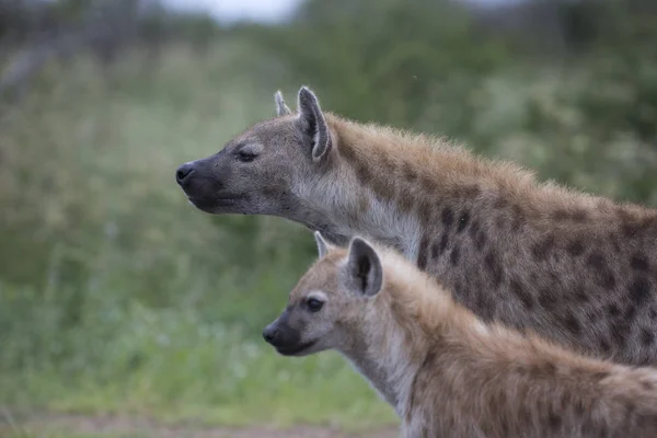 Ritratto di iena maculata africana libera — Foto Stock