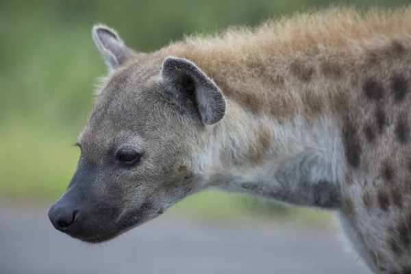 Portrait of free african spotted hyena — Stock Photo, Image
