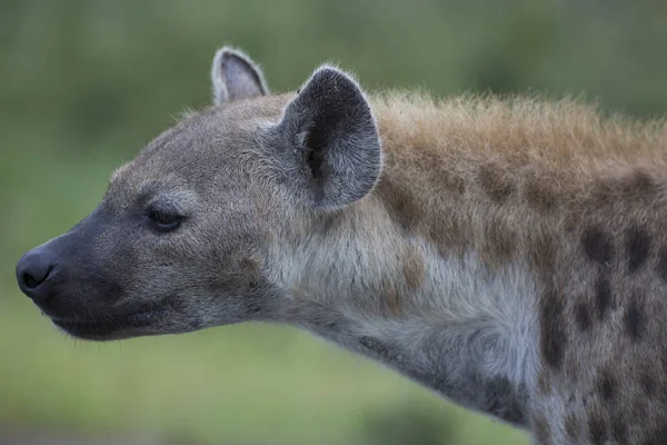 Retrato de hiena africana livre manchada — Fotografia de Stock