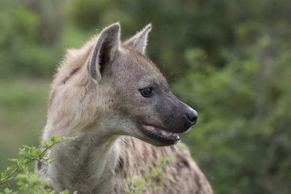 Porträt der frei lebenden afrikanischen Fleckhyäne — Stockfoto