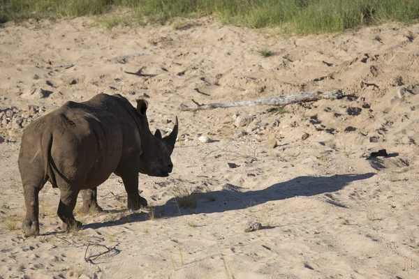 Free roaming white rhino — Stock Photo, Image