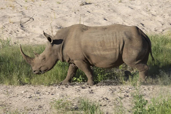 Free roaming white rhino — Stock Photo, Image