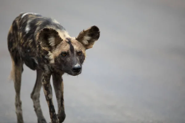 Portrait Free Roaming African Wild Dog Lycaon — Stock Photo, Image