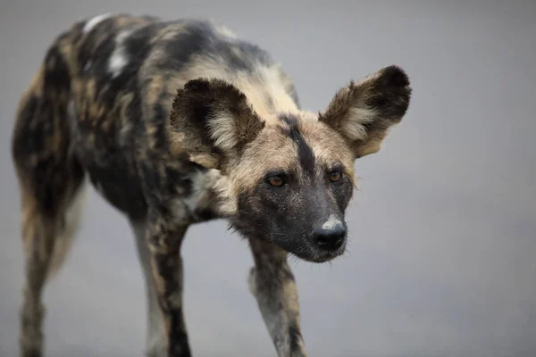 Portrait Free Roaming African Wild Dog Lycaon — Stock Photo, Image