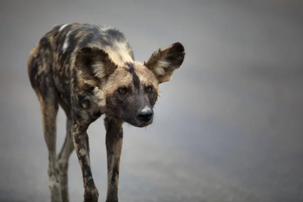 Portret Van Gratis Zwervende Afrikaanse Wilde Hond Lycaon — Stockfoto