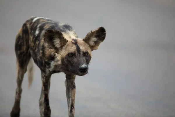 Porträt Des Frei Umherstreunenden Afrikanischen Wildhundes Lycaon — Stockfoto