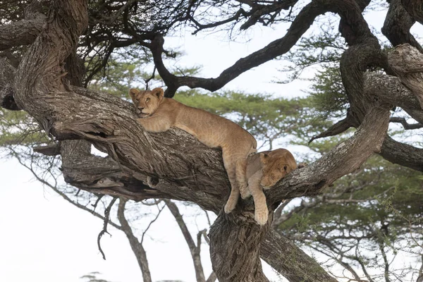 Baum Kletternde Löwen Schlafen Auf Ästen — Stockfoto