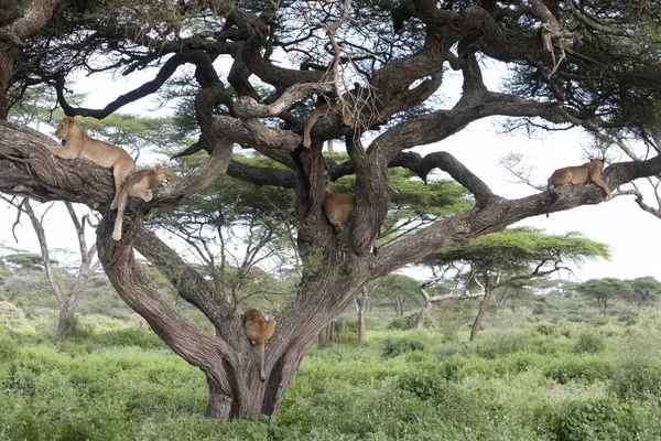 Tree climbing lions sleeping on tree branches