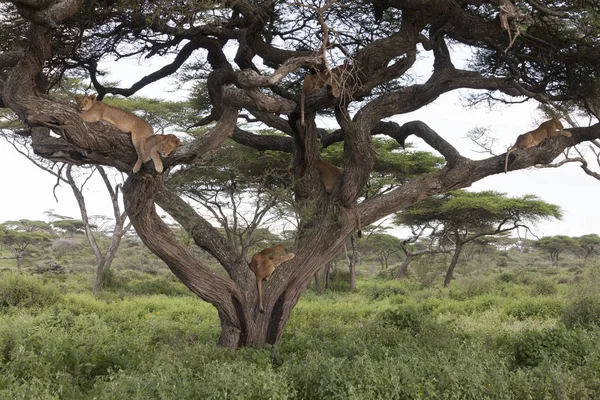 Arbre Grimpant Lions Dormant Sur Les Branches Arbre — Photo