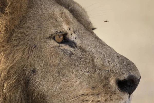 Wild Zdarma Cestovní Lva Afrického Mužský Portrét — Stock fotografie