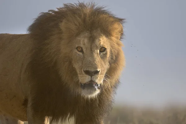 Wilde Freilaufende Afrikanische Männliche Löwen Porträt — Stockfoto