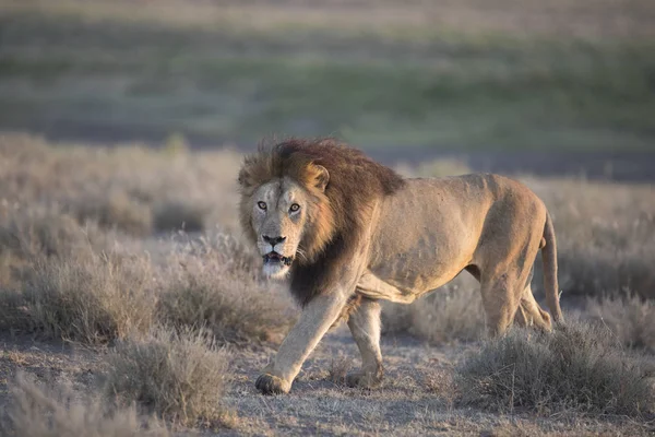 Wild Free Roaming Africano Leone Maschile Ritratto — Foto Stock