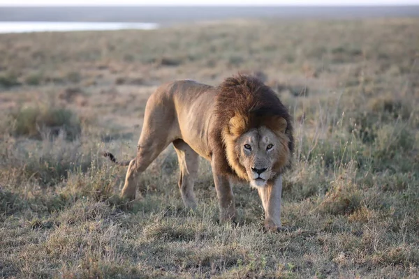 Wilde Freilaufende Afrikanische Männliche Löwen Porträt — Stockfoto