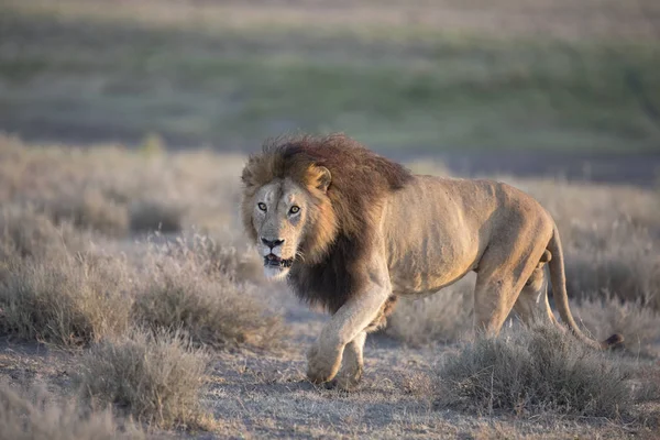 野生自由漫游非洲男性狮子肖像 — 图库照片