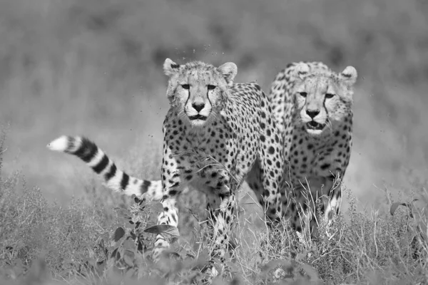 Vahşi Ücretsiz Çita Yürüyüş — Stok fotoğraf
