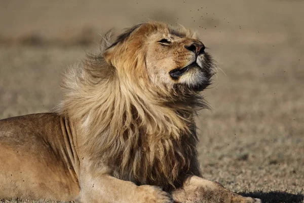 Wild Umherstreifende Afrikanische Löwenmännchen — Stockfoto