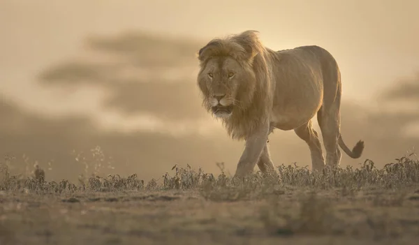 Wild Umherstreifende Afrikanische Löwenmännchen — Stockfoto