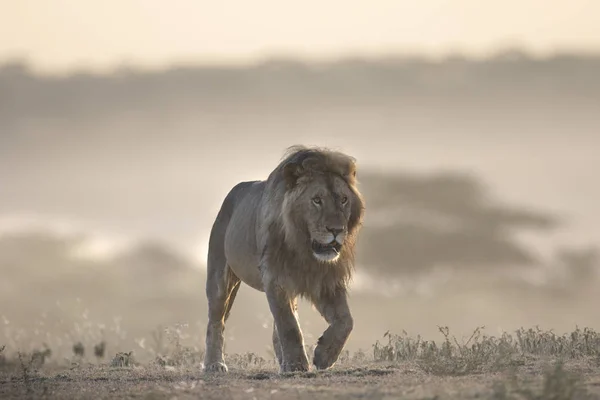 Wild Umherstreifende Afrikanische Löwenmännchen — Stockfoto