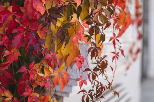 Güzel kırmızı ve sarı sonbahar yaprakları beyaz duvarda. — Stok fotoğraf