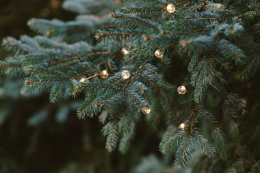 Bir ladin kabarık dalları ya da yılbaşı ışıklarıyla köknar ağacı. Noel duvar kağıdı ya da kartpostal konsepti. 