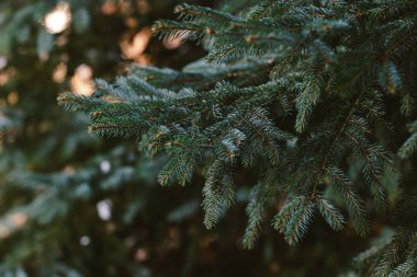 Bir ladin veya köknar ağacının kabarık dalları. Noel duvar kağıdı ya da kartpostal konsepti. 