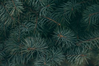 Bir ladin veya köknar ağacının kabarık dalları. Noel duvar kağıdı ya da kartpostal konsepti.  