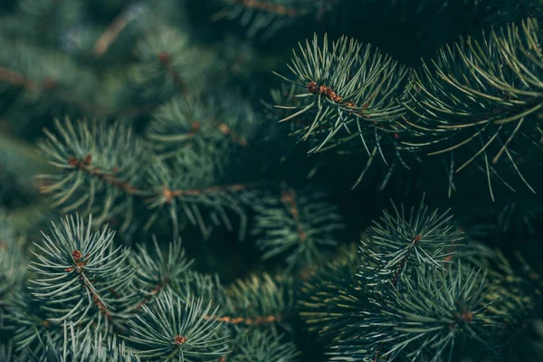 Bir ladin veya köknar ağacının kabarık dalları. Noel duvar kağıdı ya da kartpostal konsepti. 