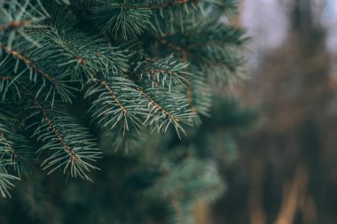 Bir ladin veya köknar ağacının kabarık dalları. Noel duvar kağıdı ya da kartpostal konsepti. Yakın plan..