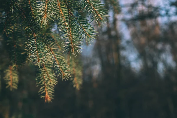 Fluffy takken van een sparren of sparren-boom in het bos op een zonnige dag. Een close-up. Selectieve focus. — Stockfoto