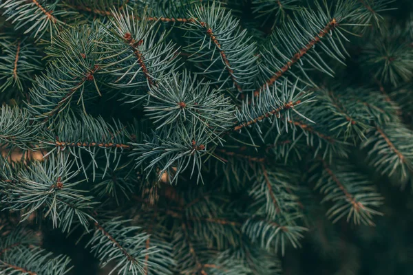 Bir ladin veya köknar ağacının kabarık dalları. Noel duvar kağıdı ya da kartpostal konsepti. Yakın plan..