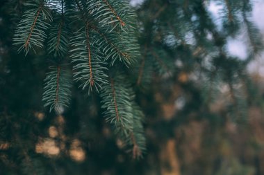 Bir ladin veya köknar ağacının kabarık dalları. Noel duvar kağıdı ya da kartpostal konsepti. 