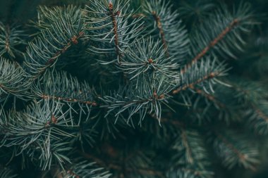 Bir ladin veya köknar ağacının kabarık dalları. Noel duvar kağıdı ya da kartpostal konsepti.  