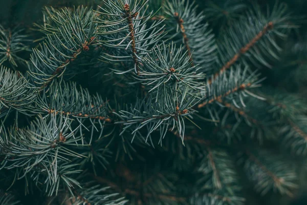 Bir ladin veya köknar ağacının kabarık dalları. Noel duvar kağıdı ya da kartpostal konsepti.  