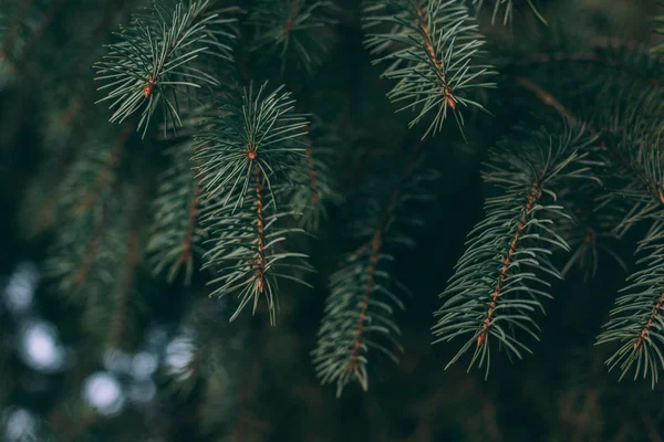 Fluffy takken van een sparren of sparren-boom. Kerst behang of ansichtkaart concept. — Stockfoto