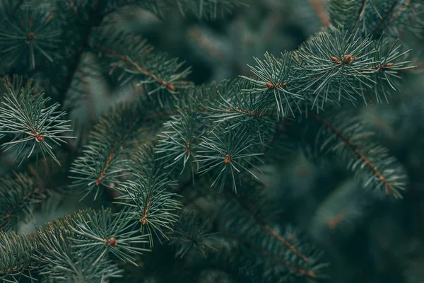 Fluffy takken van een sparren of sparren-boom. Kerst behang of ansichtkaart concept. — Stockfoto
