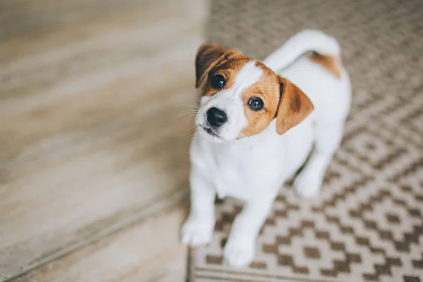  Sevimli köpek yavrusu Jack Russell Terrier evde. Küçük bir köpeğin portresi..