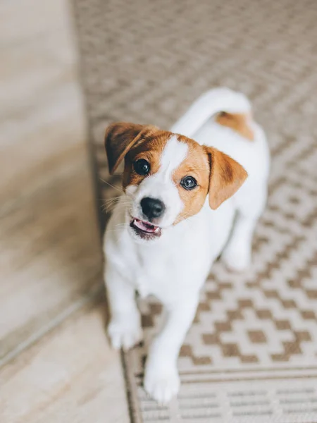  Tapılası köpek yavrusu Jack Russell Terrier evde.. 