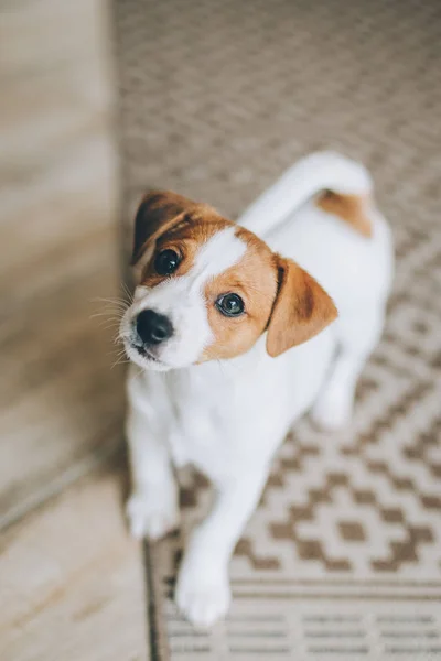  Tapılası köpek yavrusu Jack Russell Terrier evde.. 