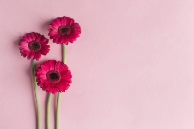 Pastel pembe arka planda güzel pembe Gerbera çiçekleri. Sevgililer günü veya anneler günü için tebrik kartı.. 