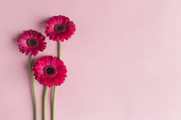 パステルピンクの背景に美しいピンクのガーベラの花。バレンタインや母の日のグリーティングカード. — ストック写真