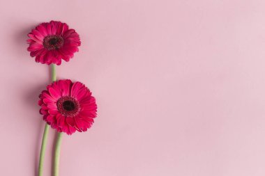 Pastel pembe arka planda güzel pembe gerbera çiçekleri.. 