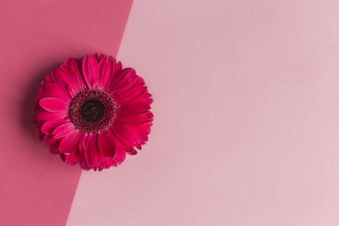 Pastel pembe arka planda güzel pembe Gerbera çiçekleri. 