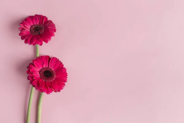 パステルピンクの背景に美しいピンクのガーベラの花. — ストック写真