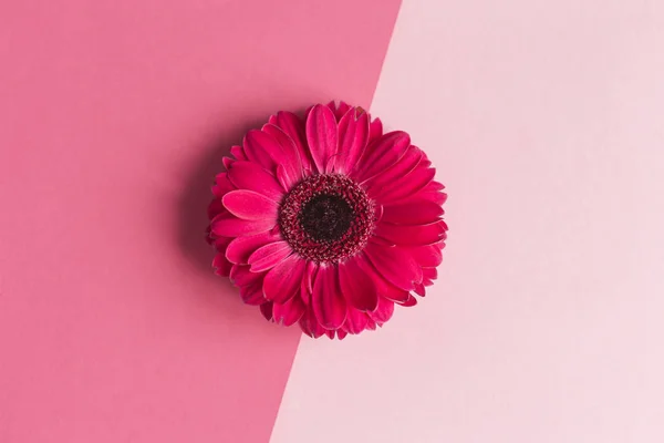 Beautiful bright pink gerbera flowers on a pastel pink background. — Stock Photo, Image