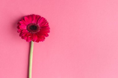 Pembe arka planda güzel pembe Gerbera çiçekleri. 