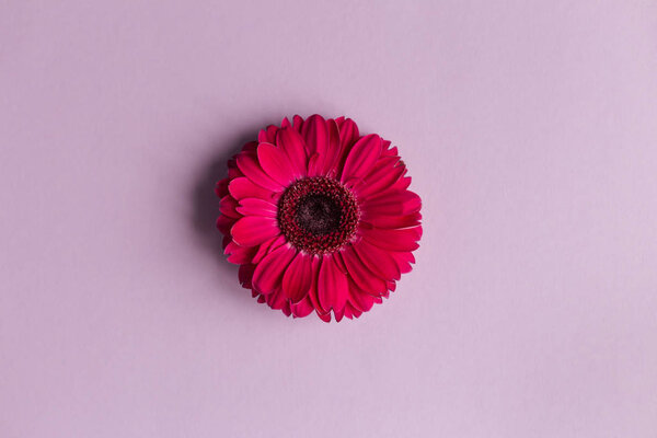 Beautiful bright pink gerbera flowers on a purple pastel background. 