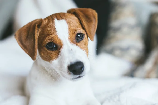 Adorable puppy Jack Russell Terrier on the sofa.